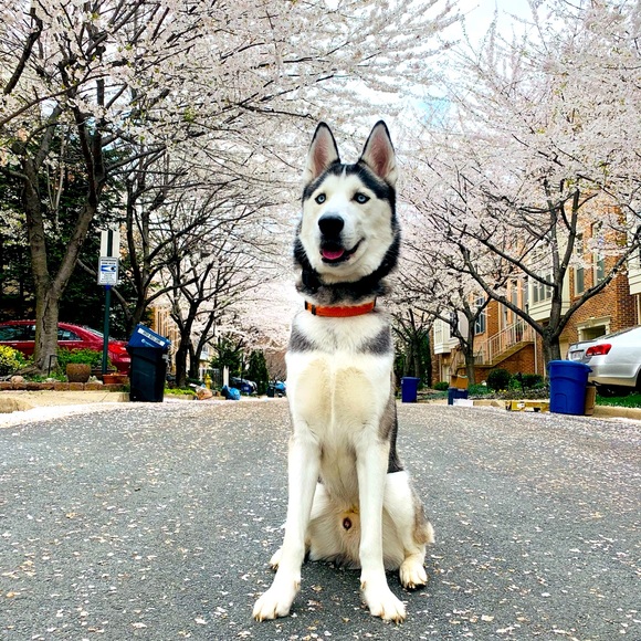 Meet your Posher, Izzy - Picture 6 of 6